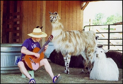 Llamas listening to Michel Sherman playing guitar